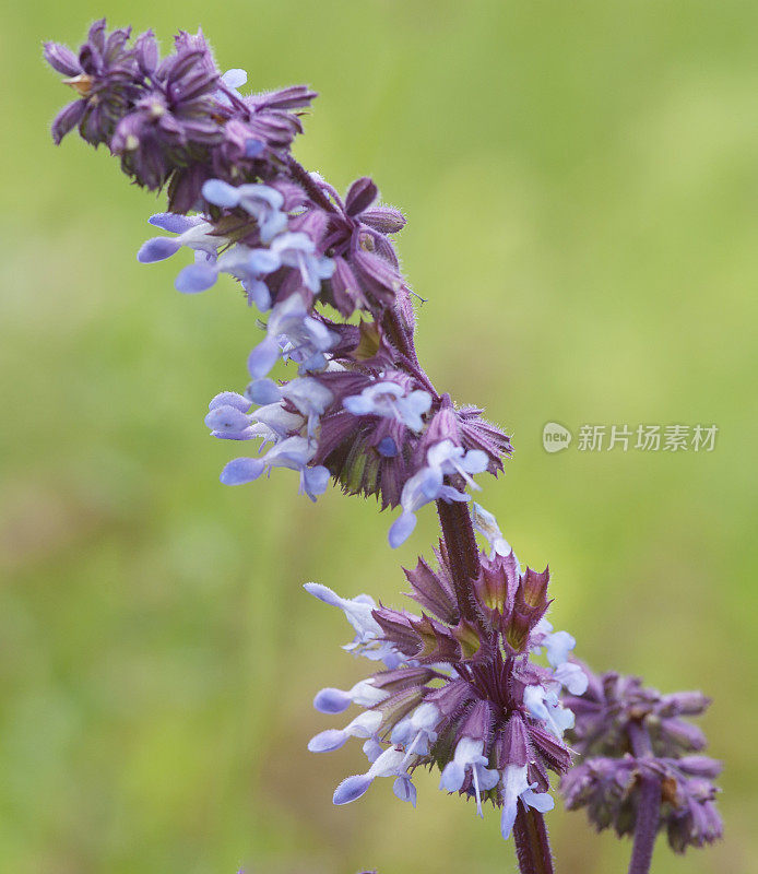 轮齿克拉里（Salvia verticillata）